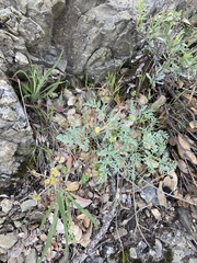Lomatium observatorium