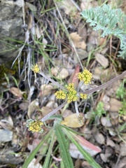 Lomatium observatorium