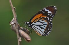 Danaus melanippus hegesippus