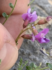 Astragalus ackermanii