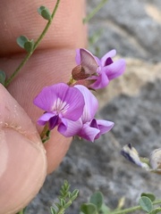 Astragalus ackermanii