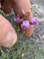 Astragalus ackermanii