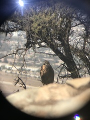 Geranoaetus melanoleucus australis