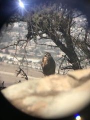 Geranoaetus melanoleucus australis