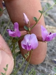 Astragalus ackermanii