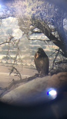 Geranoaetus melanoleucus australis