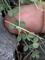 Astragalus ackermanii