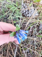 Mertensia longiflora
