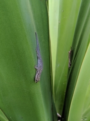 Lygodactylus keniensis