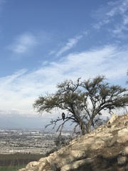 Geranoaetus melanoleucus australis
