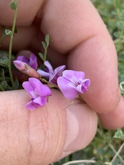 Astragalus ackermanii