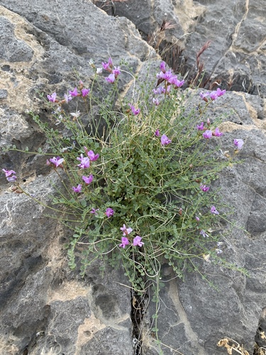 Ackerman's Milkvetch (Astragalus ackermanii)