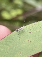 Philodoria splendida