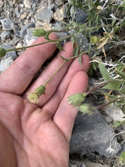 Brickellia atractyloides