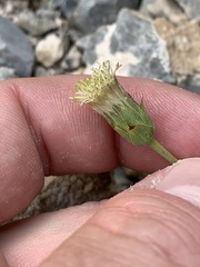 Brickellia atractyloides