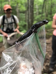 Plethodon teyahalee