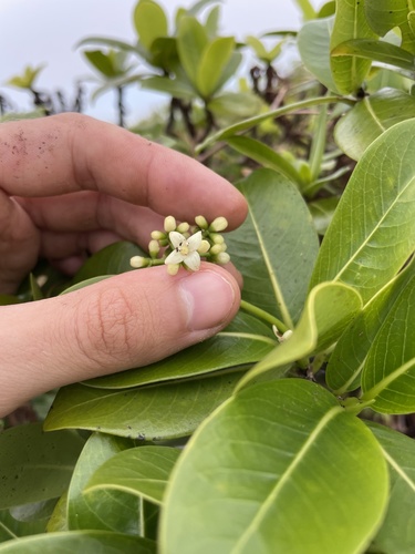 Psychotria kaduana