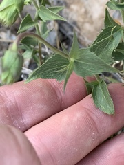 Brickellia atractyloides