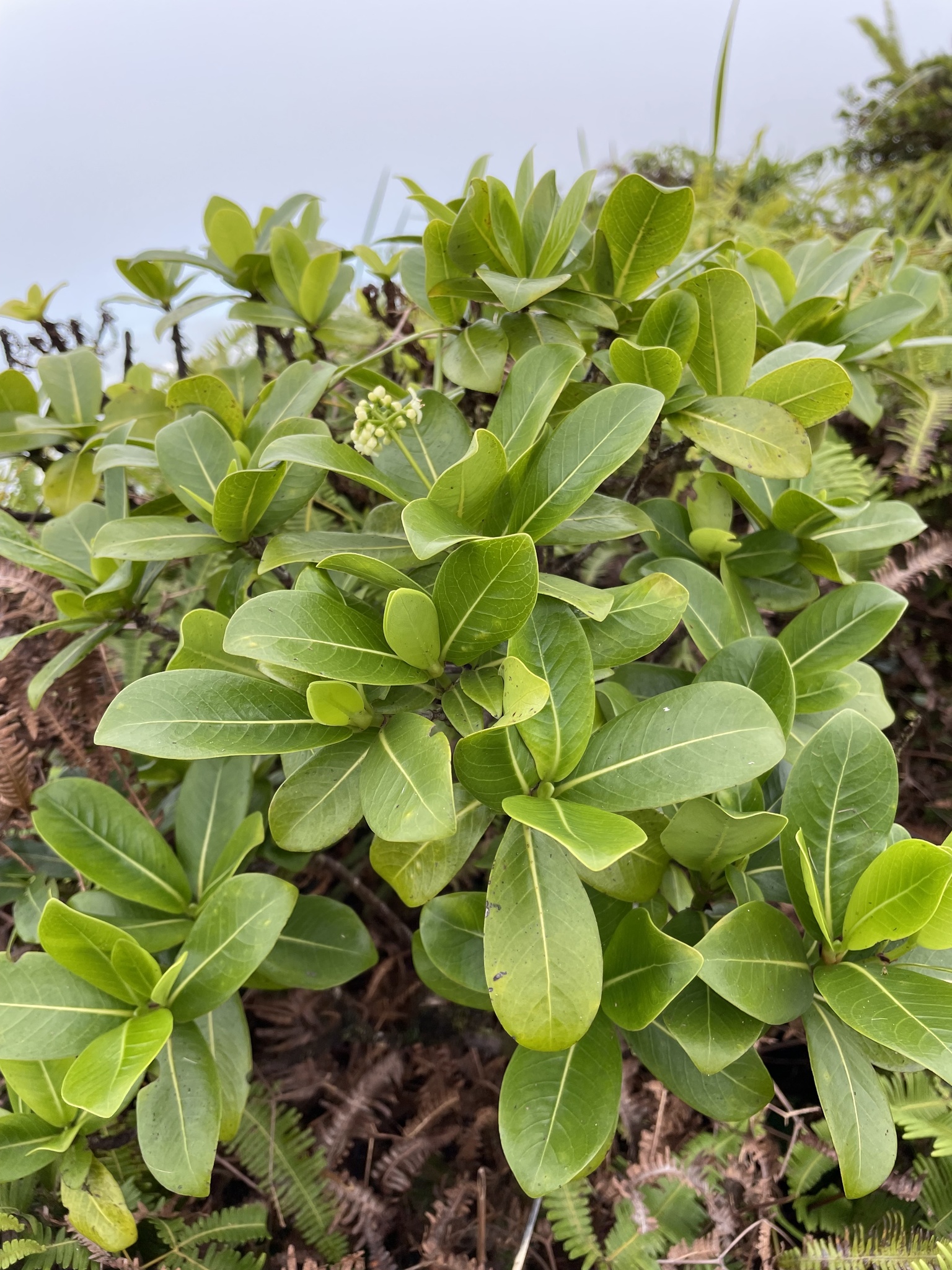 Psychotria kaduana