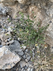 Brickellia atractyloides