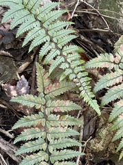 Polystichum wawranum