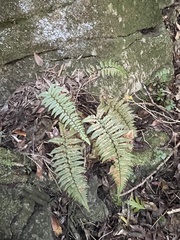 Polystichum wawranum
