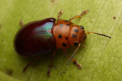 Platymela sticticollis