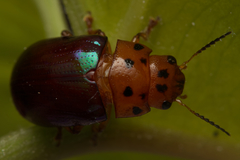 Platymela sticticollis
