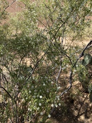 Larrea tridentata