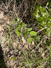 Lathyrus holochlorus