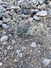 Oreocarya virginensis