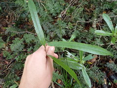 Elaeocarpus dentatus