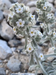 Oreocarya virginensis