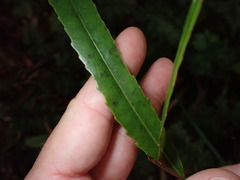 Elaeocarpus dentatus