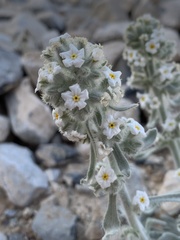 Oreocarya virginensis