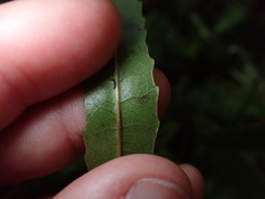 Elaeocarpus dentatus