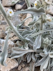 Oreocarya virginensis