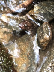 Desmognathus amphileucus