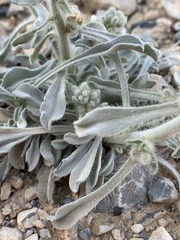 Oreocarya virginensis