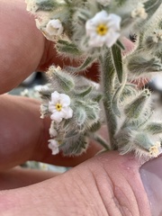 Oreocarya virginensis