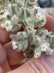 Oreocarya virginensis