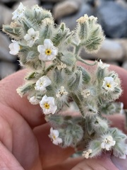 Oreocarya virginensis