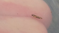 Circoxena ditrocha