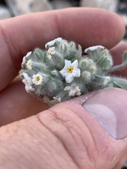 Oreocarya virginensis