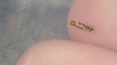 Circoxena ditrocha
