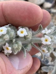 Oreocarya virginensis