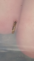 Circoxena ditrocha