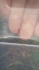 Circoxena ditrocha