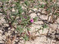 Navarretia hamata