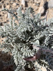 Astragalus tidestromii